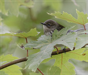 15th Oct 2024 - Yellow-Rumped Warbler?