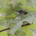 Yellow-Rumped Warbler?