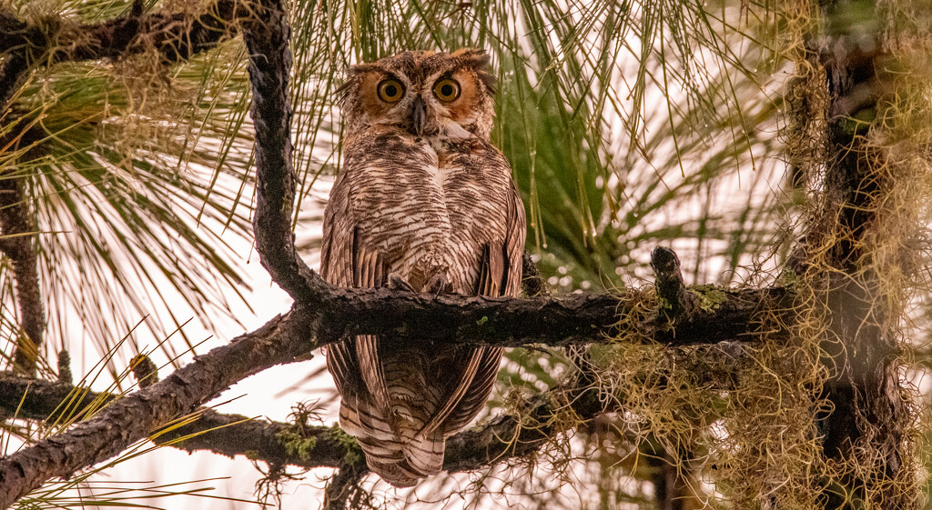 The Great Horned Owl Juvenile! by rickster549