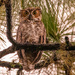 The Great Horned Owl Juvenile!