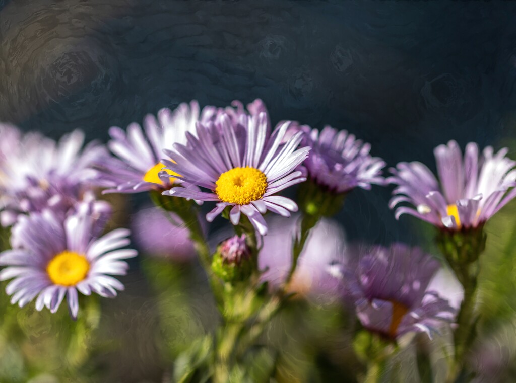 Reaching for the sun by ludwigsdiana