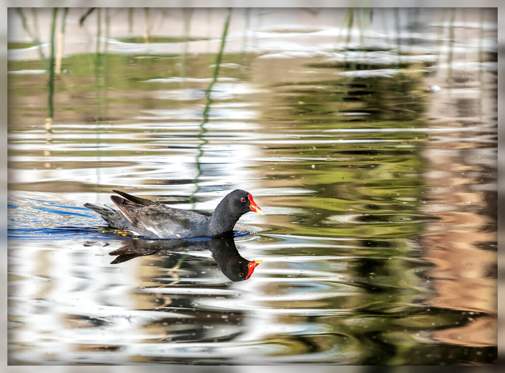 Searching for nest material by ludwigsdiana