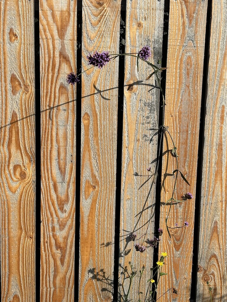 Beautiful weeds growing along the fence at the museum. by beverley365