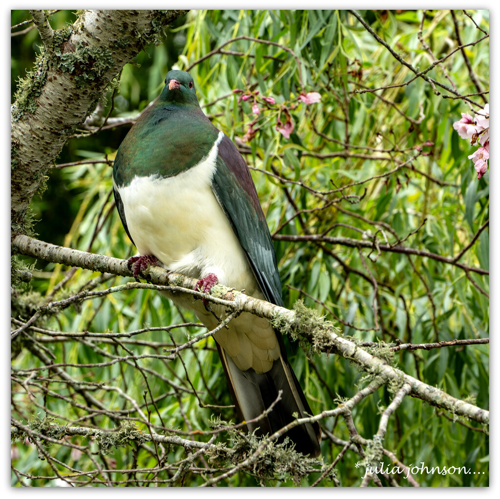 Kereru.. by julzmaioro