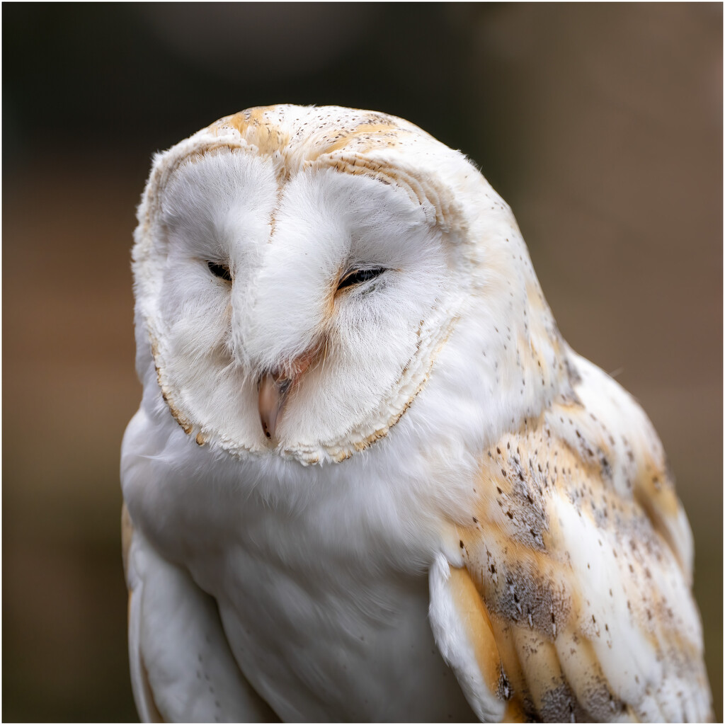 Barn Owl by clifford