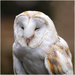 Barn Owl