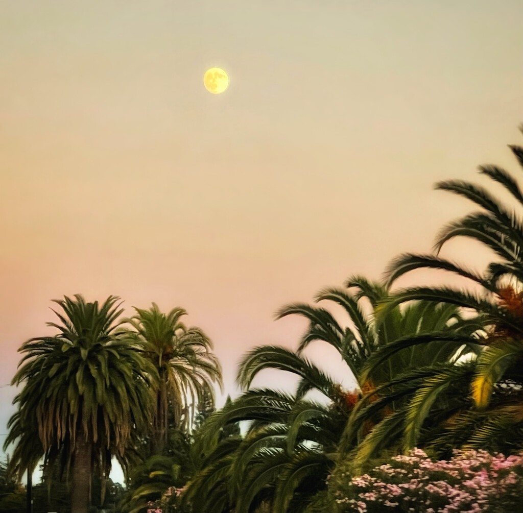 California Dreaming by gardenfolk