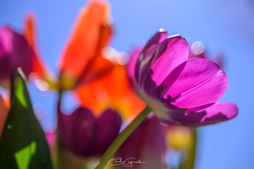 Backlit Tulips by yorkshirekiwi