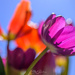 Backlit Tulips