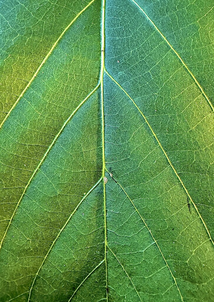 Leaf symmetry by congaree