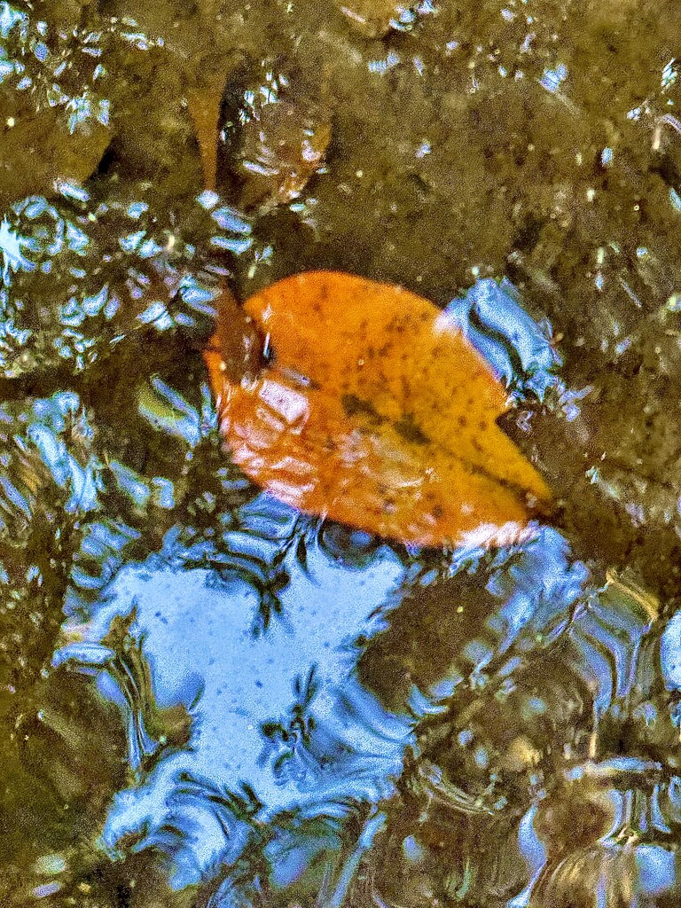 Autumn leaf by congaree