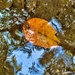 Autumn leaf