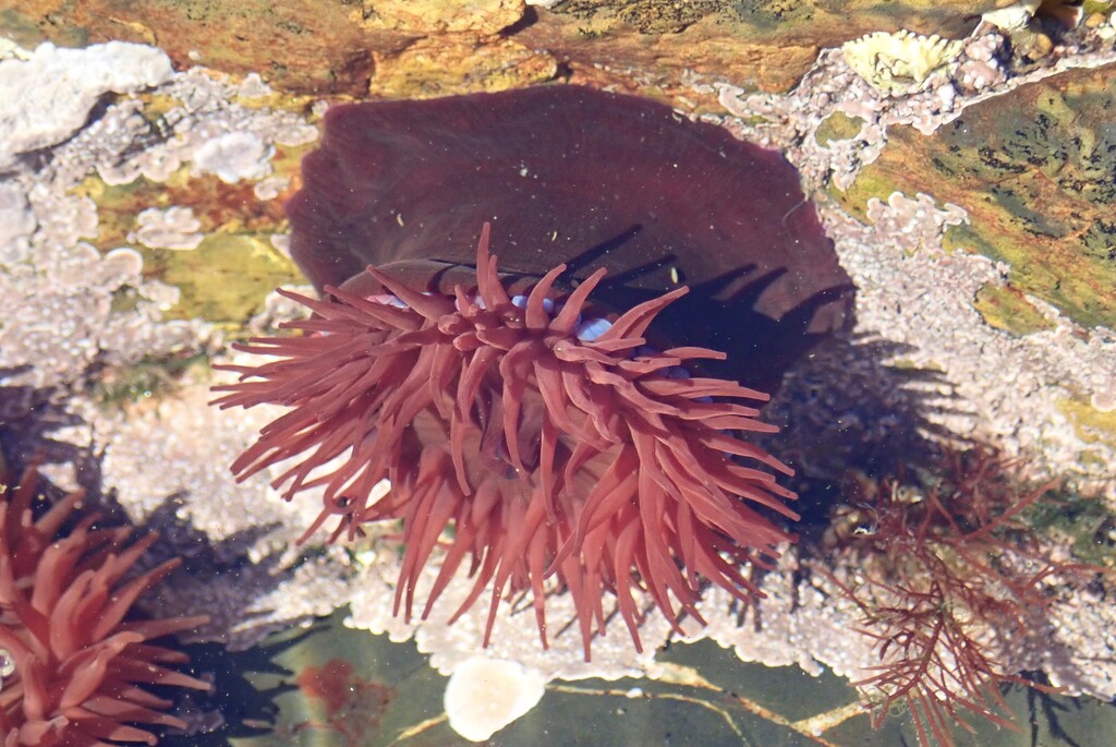 BEADLET ANEMONE by markp