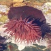 BEADLET ANEMONE