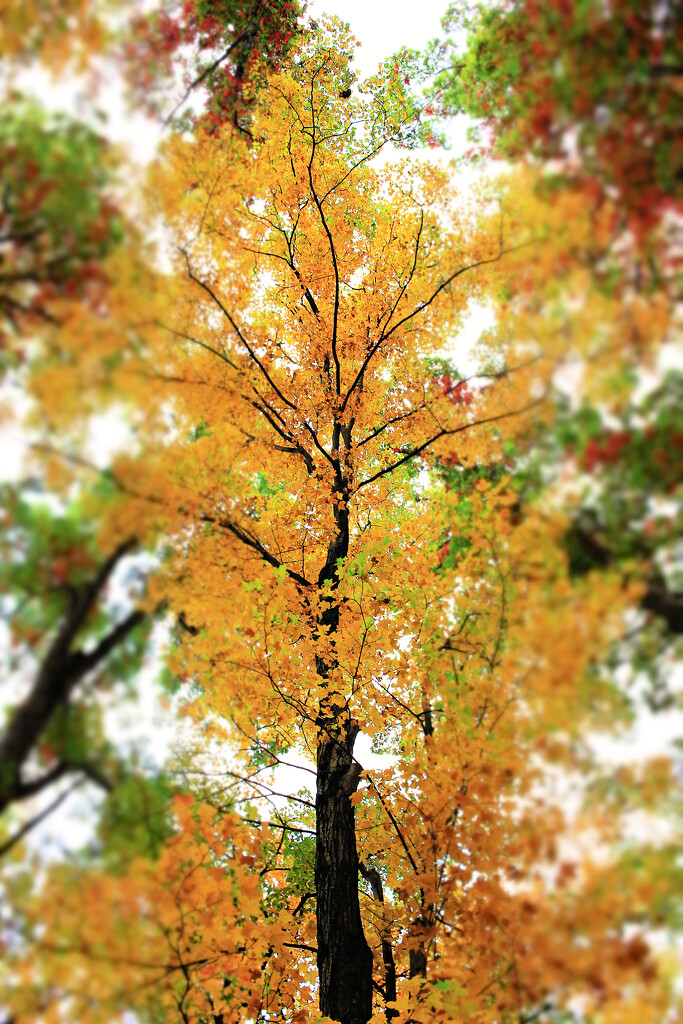 Autumn Hike 14 - Hello Yello by juliedduncan