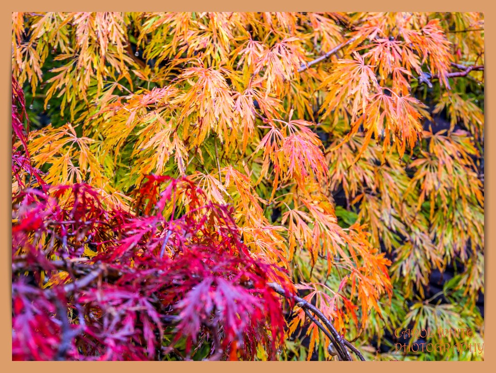 My Acers In Their Autumn Colours by carolmw