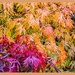 My Acers In Their Autumn Colours