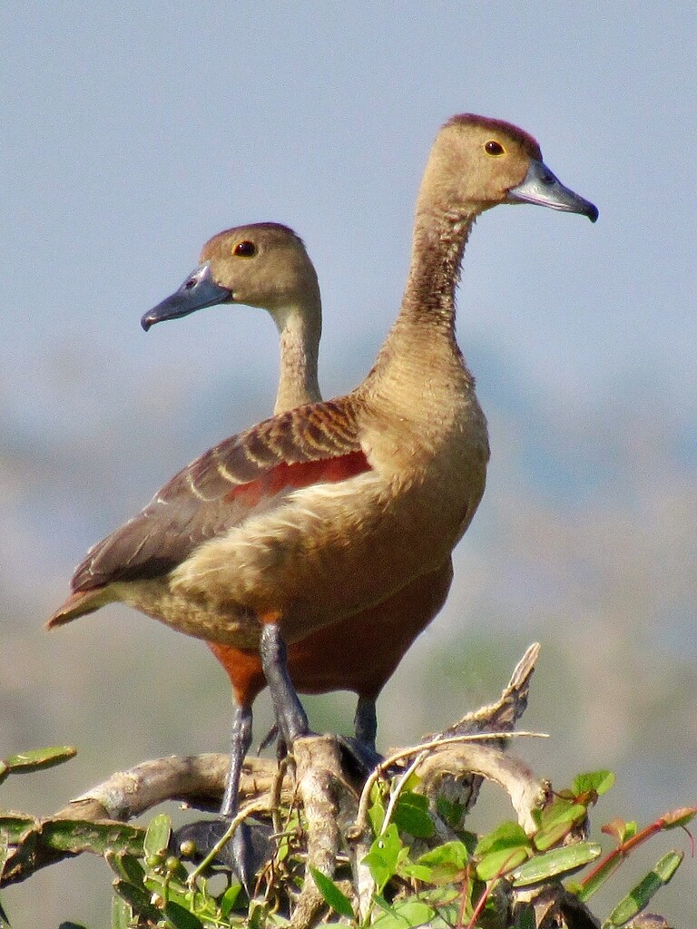 Whistling duck. Sri Lanka. by johnfalconer