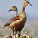 Whistling duck. Sri Lanka.