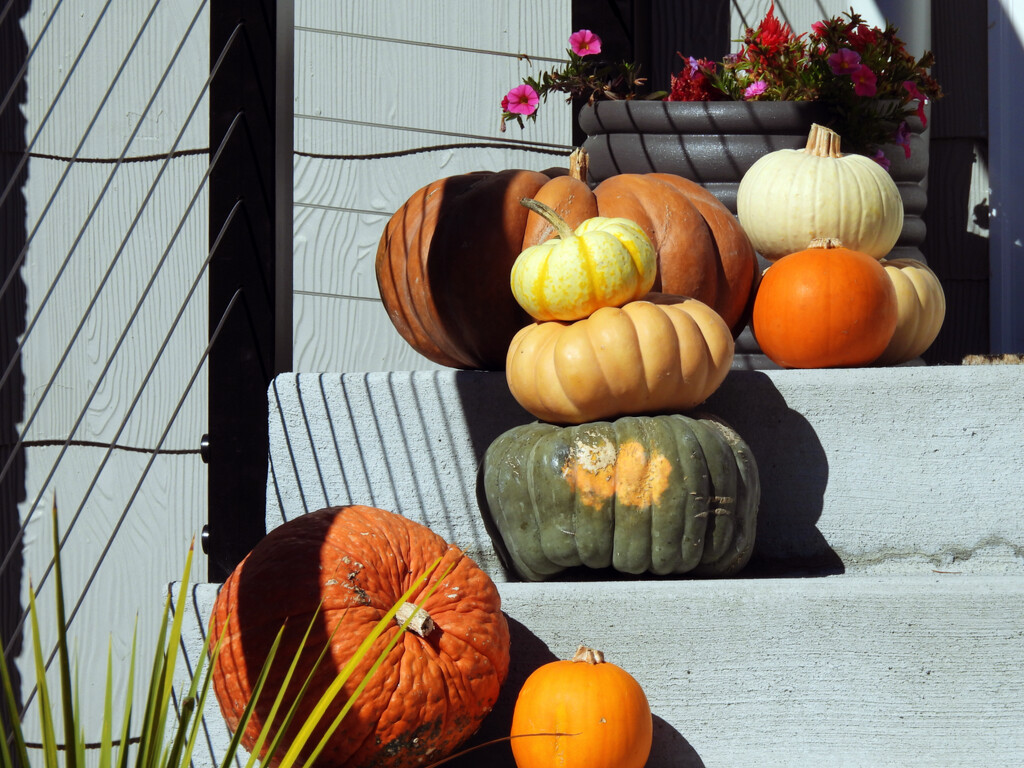 Pumpkins by seattlite