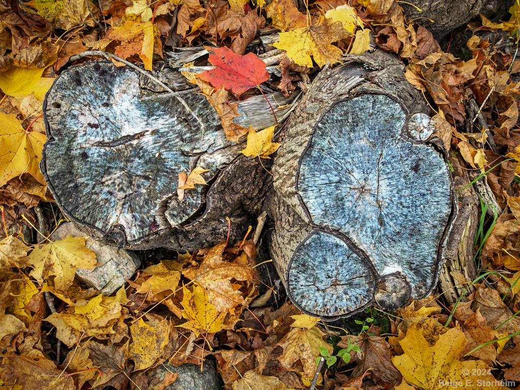 Tree stumps and autumn leaves by helstor365