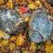 Tree stumps and autumn leaves