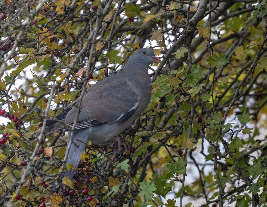 Pigeon by iannicolarps