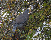 13th Oct 2024 - Pigeon