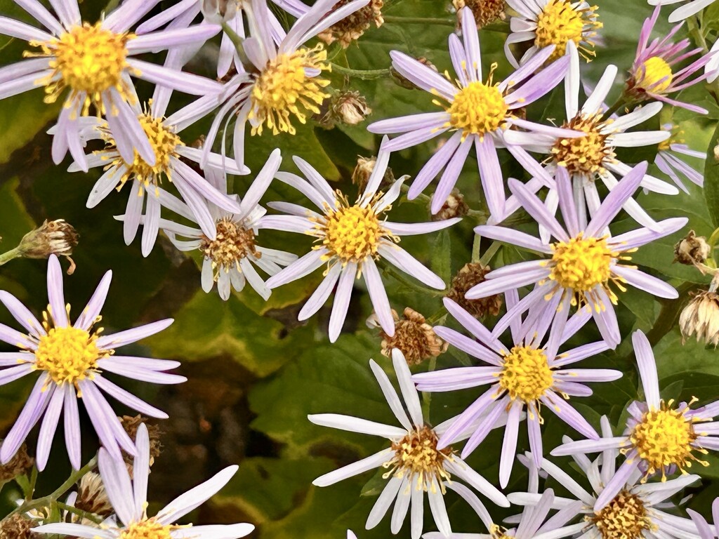 Sea Aster by phil_sandford