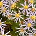 Sea Aster