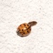 Ladybird 