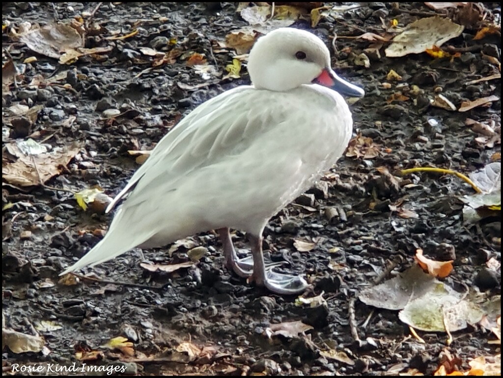 Little white duck by rosiekind