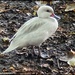 Little white duck