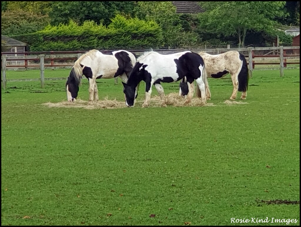 Rescue horses by rosiekind