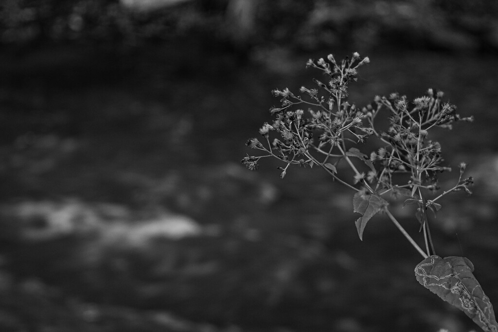 Along the bank by darchibald