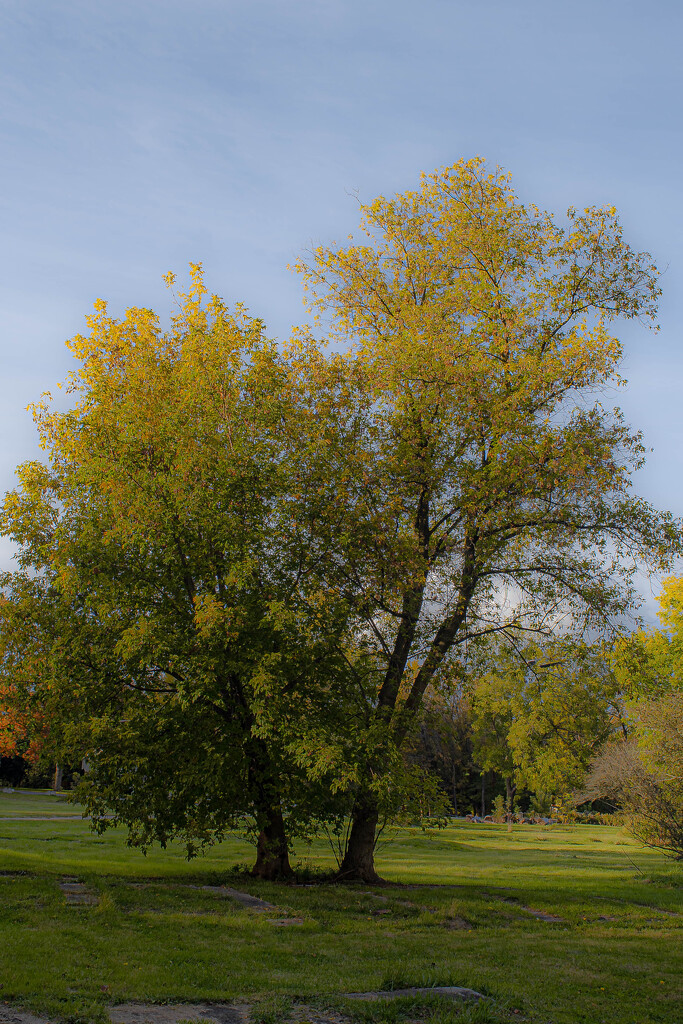 Tree  by darchibald