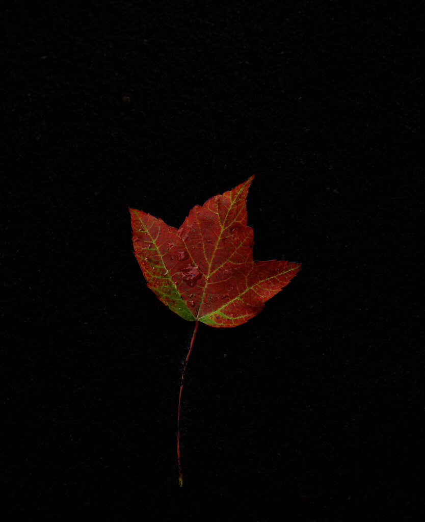 Leaf on Black by darchibald