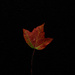 Leaf on Black