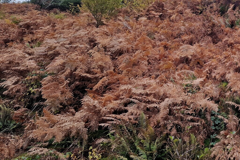 autumn colour by christophercox