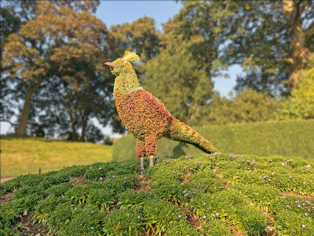 Topiary Bird by billyboy