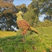 Topiary Bird