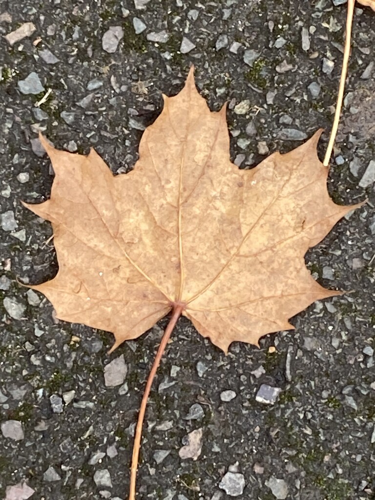 Autumn Leaf  by cataylor41