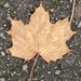 Autumn Leaf 