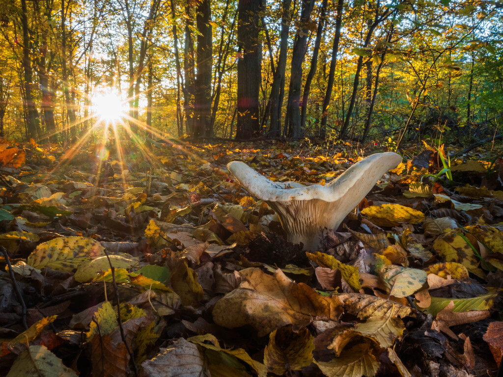 An autumn forest by haskar