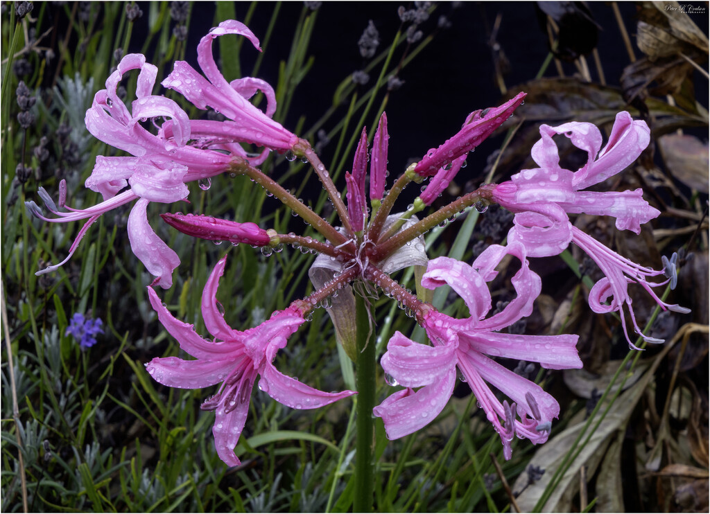 Bowden Cornish Lily by pcoulson