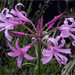 Bowden Cornish Lily