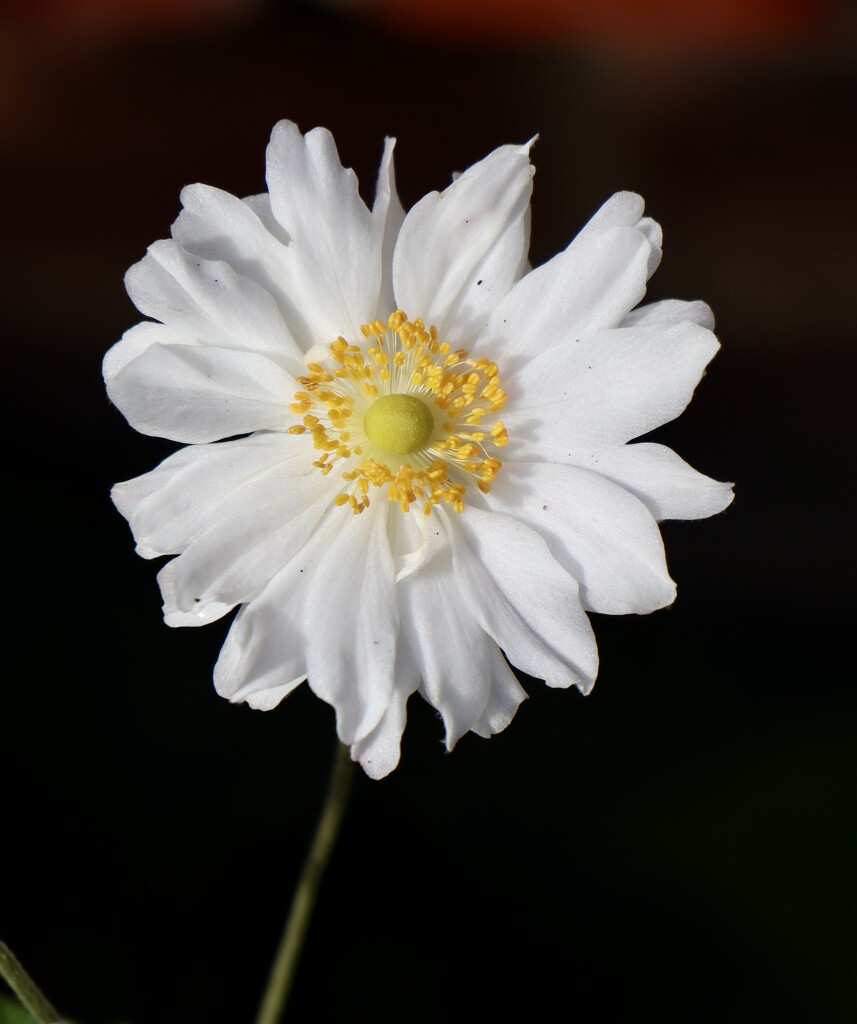 White flower by jeremyccc