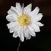 White flower