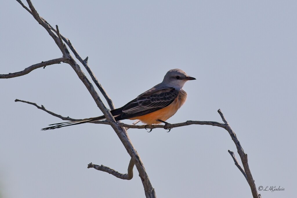 LHG_6966 Scissortail Flycatcher at Leonabelle Turnbull by rontu