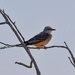 LHG_6966 Scissortail Flycatcher at Leonabelle Turnbull